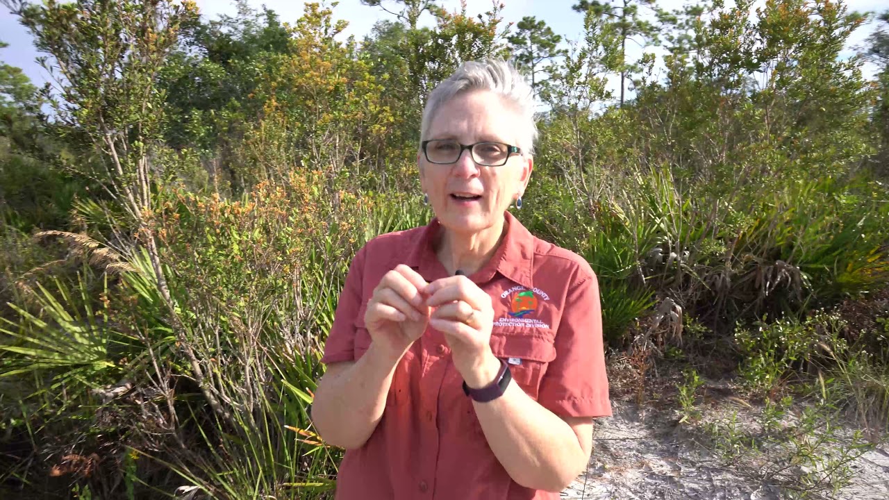Orange County FL EPD | Virtual Hike of Isle of Pine Preserve