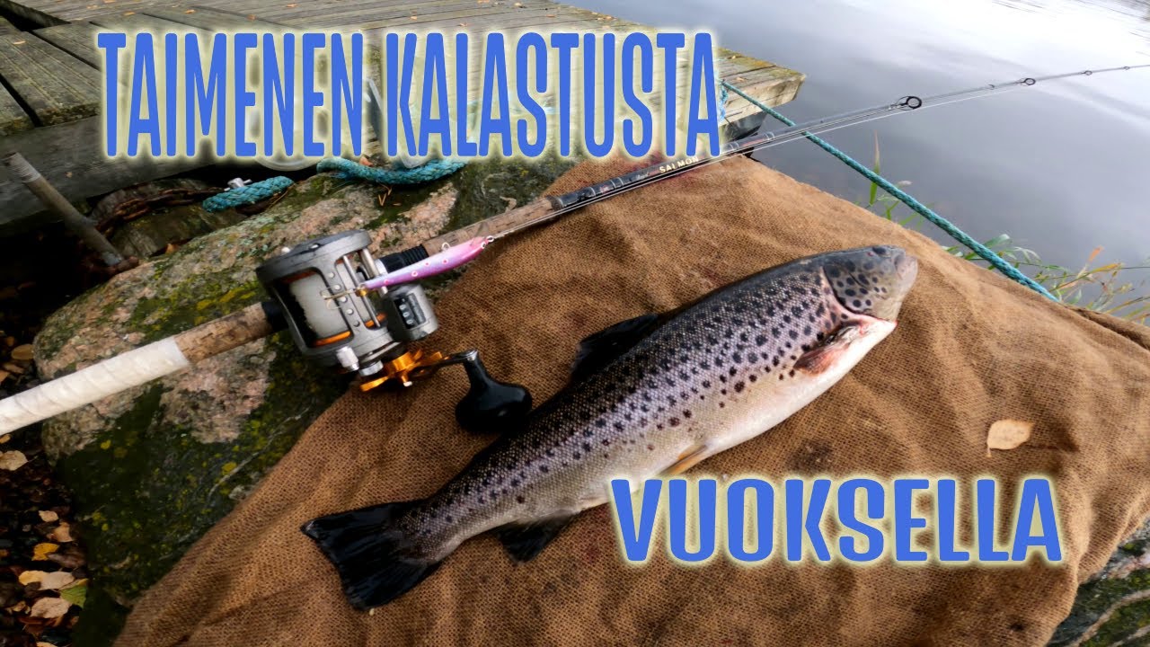 Taimenen kalastusta Vuoksella