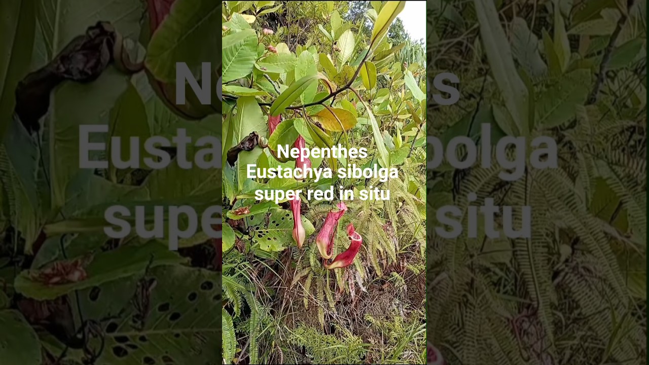 N eustachya sibolga super red in situ 