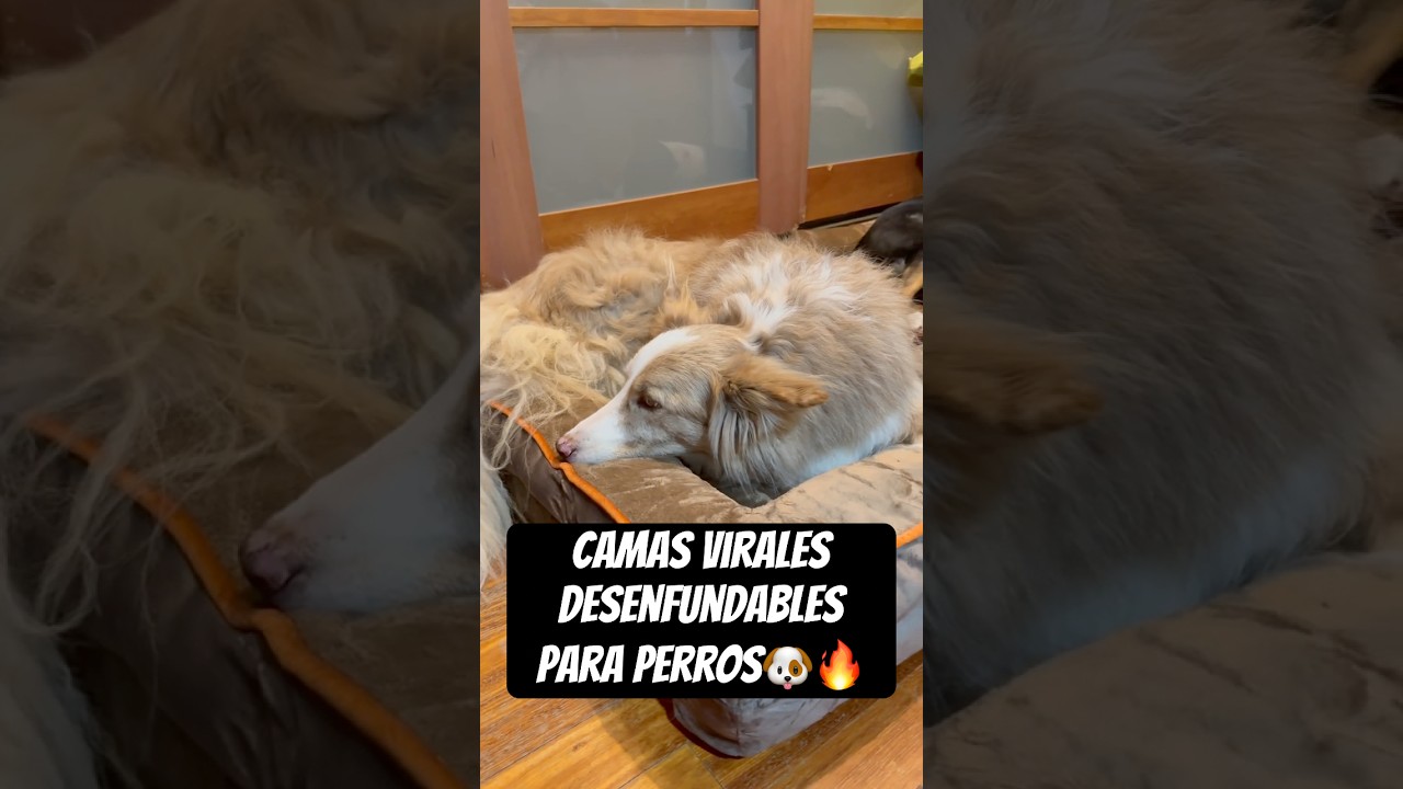 Las camas para perros MÁS VENDIDAS y mejor valoradas 🐶🔥