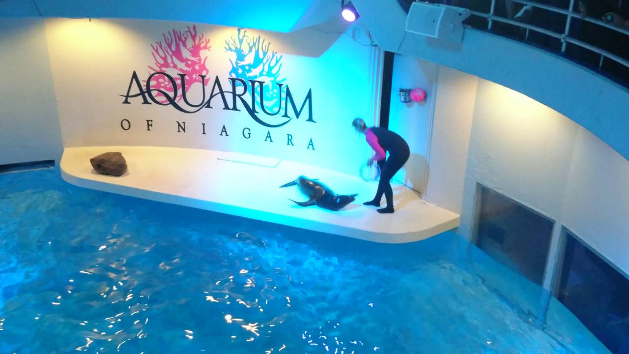 Aquarium of Niagara Falls Sea Lion Show