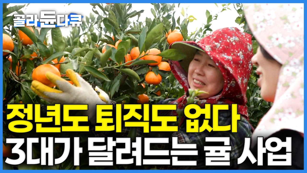 3대째 귤가문, 제주의 귤수저들은 정년도 퇴임도 없다｜귤을 쪄먹고 구워먹고, 하다못해 과자로도 만든다｜3대째 이어오는 귤농장과 과즐사업｜PD로그｜#골라듄다큐