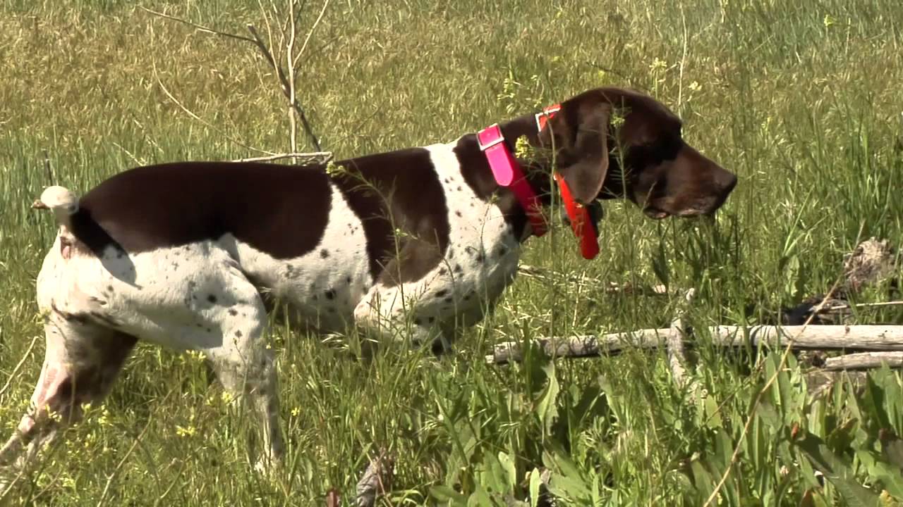 When to start steadying your pointing dog to the flush
