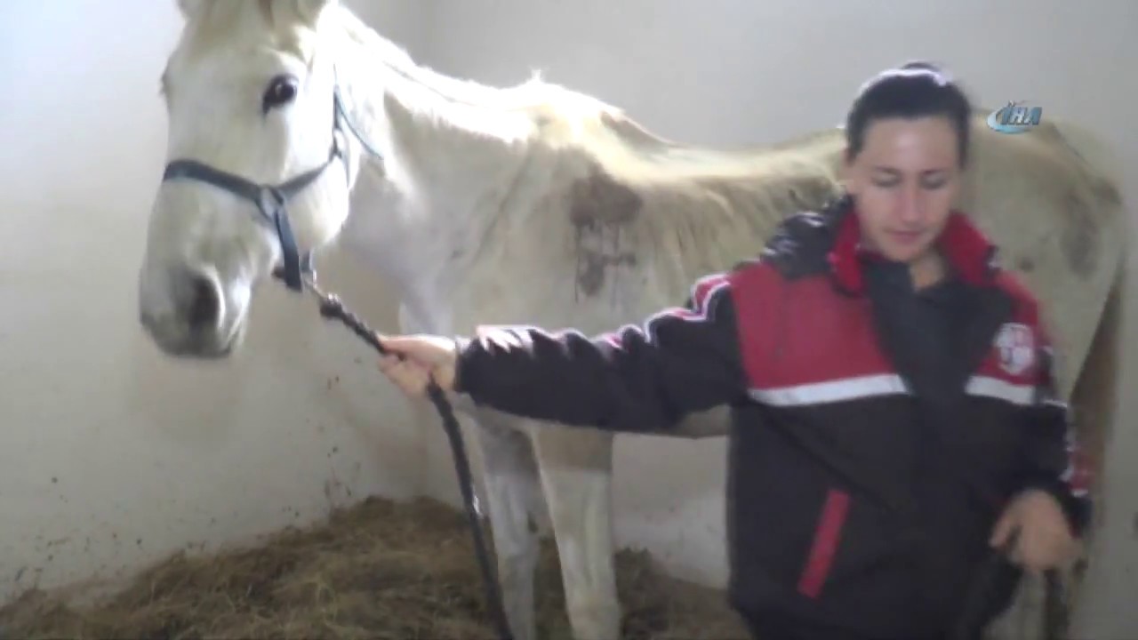 Bu Kadınlar Dokunmaya Korktukları Atların Seyisi Oldular iha