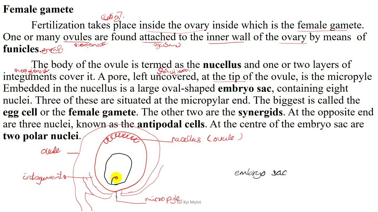 Grade 10 Chapter 5 Sexual reproduction in plants & Female gamete