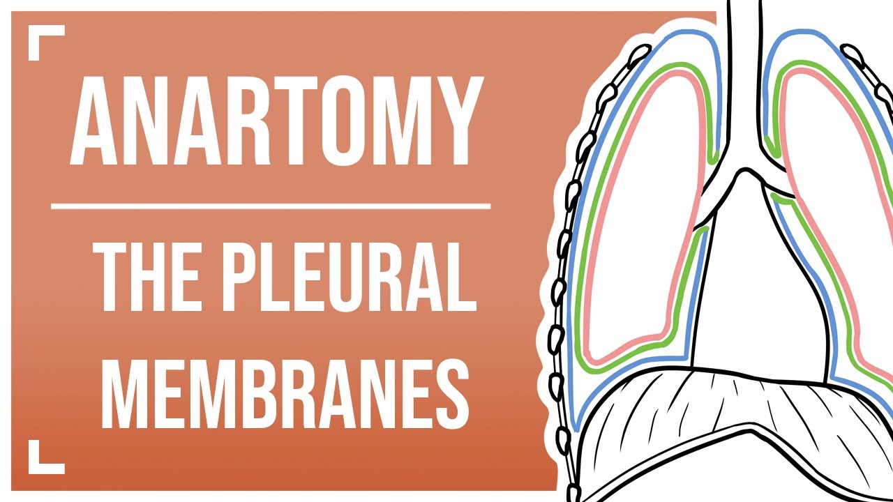 The Pleural Membranes