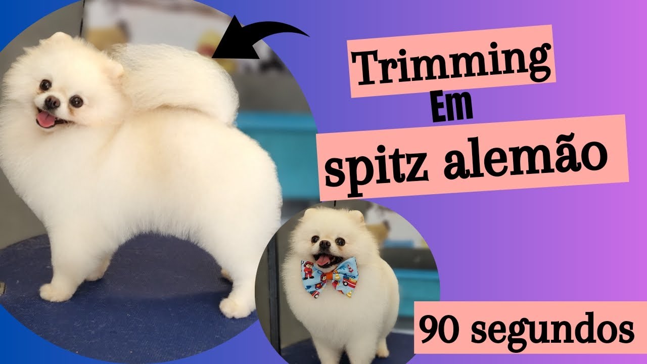 Trimming em spitz alemão em 90 segundos, principais marcações em 3 dicas