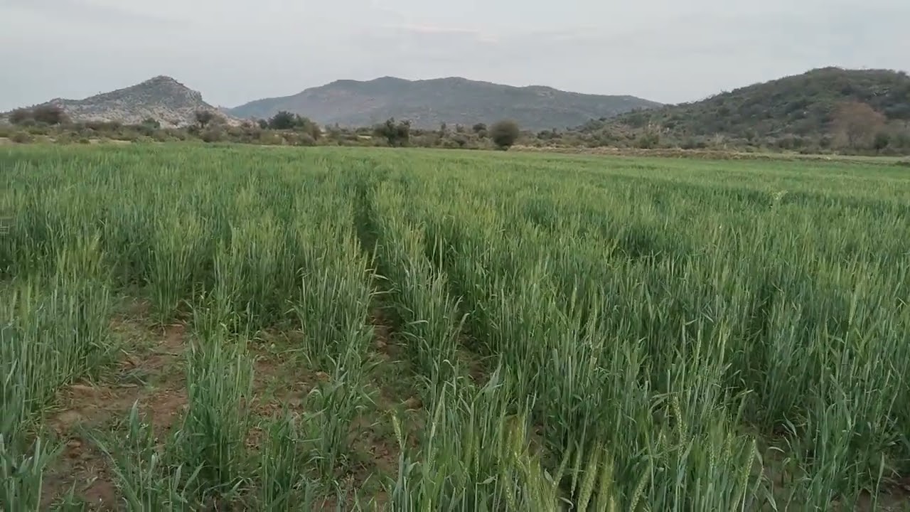 58 kanal land for sale in attock Panjab #agriculturalland-call.0300-5636263