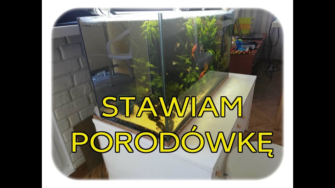 72. Kotnik dla gupików.