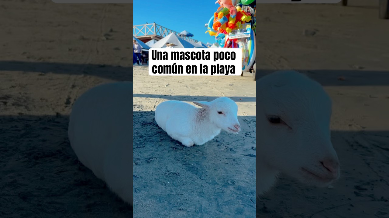Chiquitín un borrego playero 