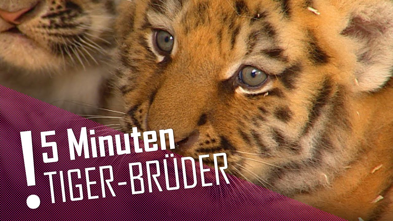 5 MINUTEN | Tiger-Brüder im XXL-Clip | DER TIERKANAL
