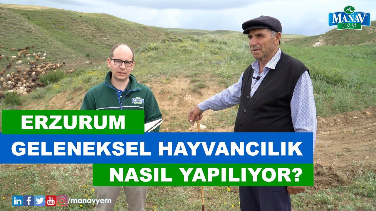 Erzurumda Geleneksel Hayvancılık Nasıl Yapılıyor?