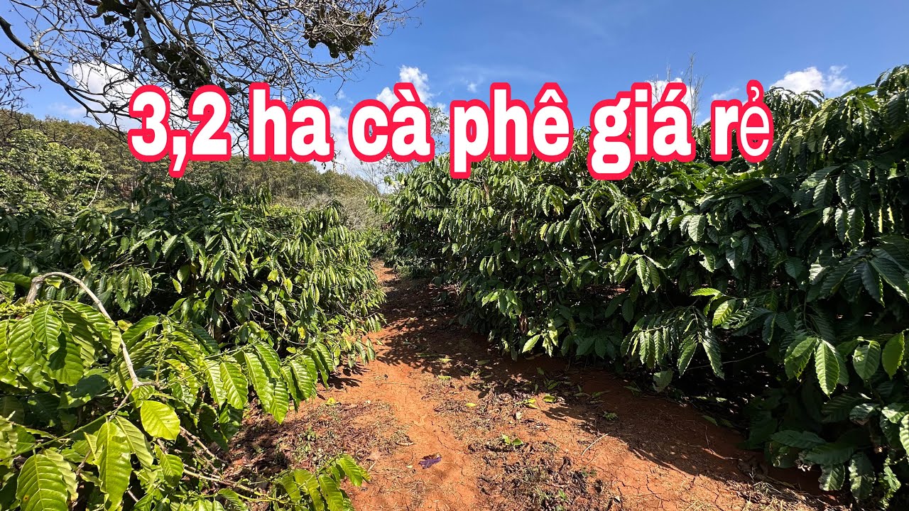 2,5 Ha Cà Phê Giá 880 Tr