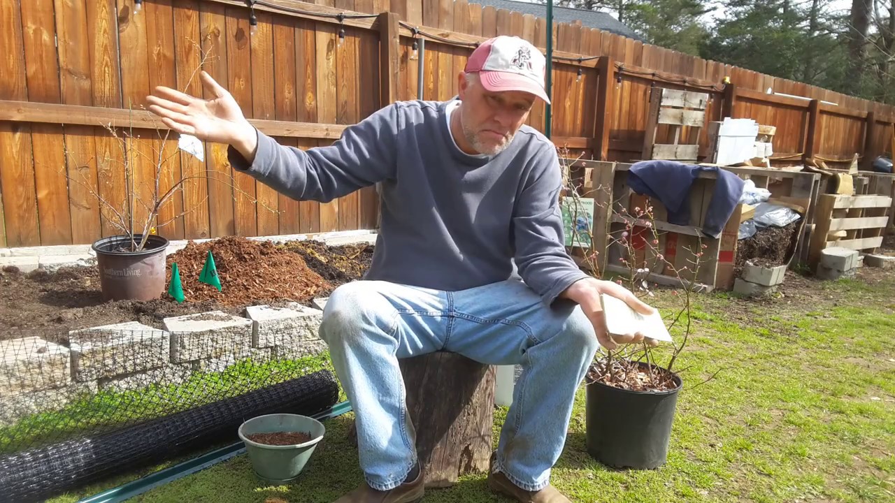 Planting Blueberries bushes with the Stupid Gardener. Get the right blueberry bushes for your area!