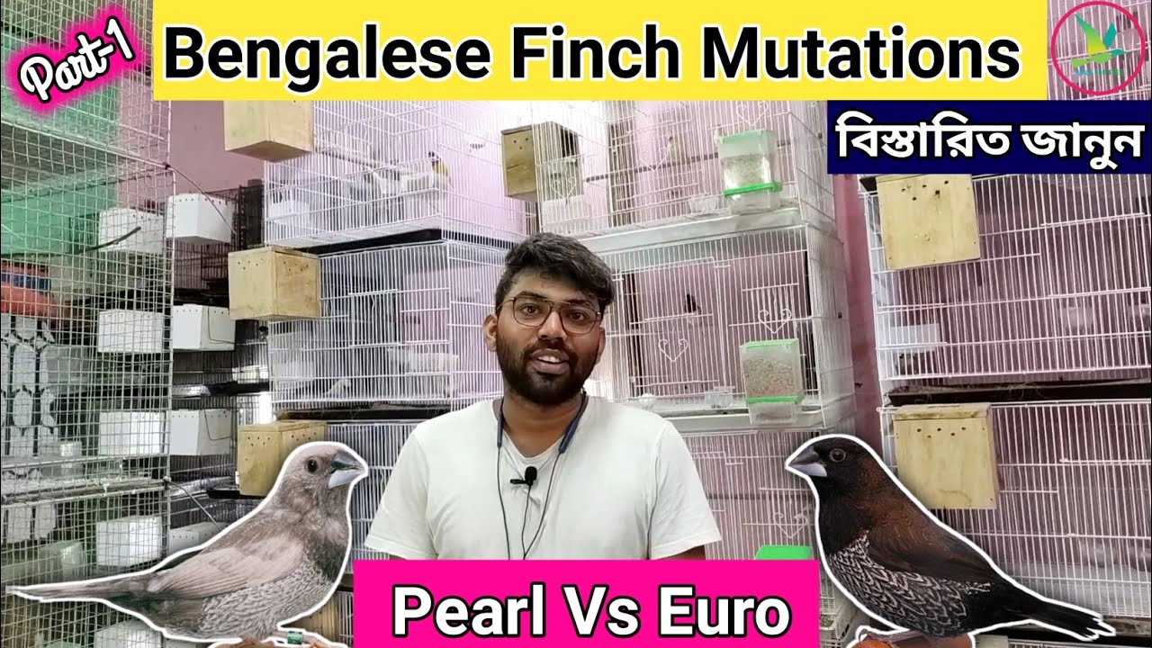 Exotic Finch Birds Mutations Related Information||Pearl & European Bengalese Mutation