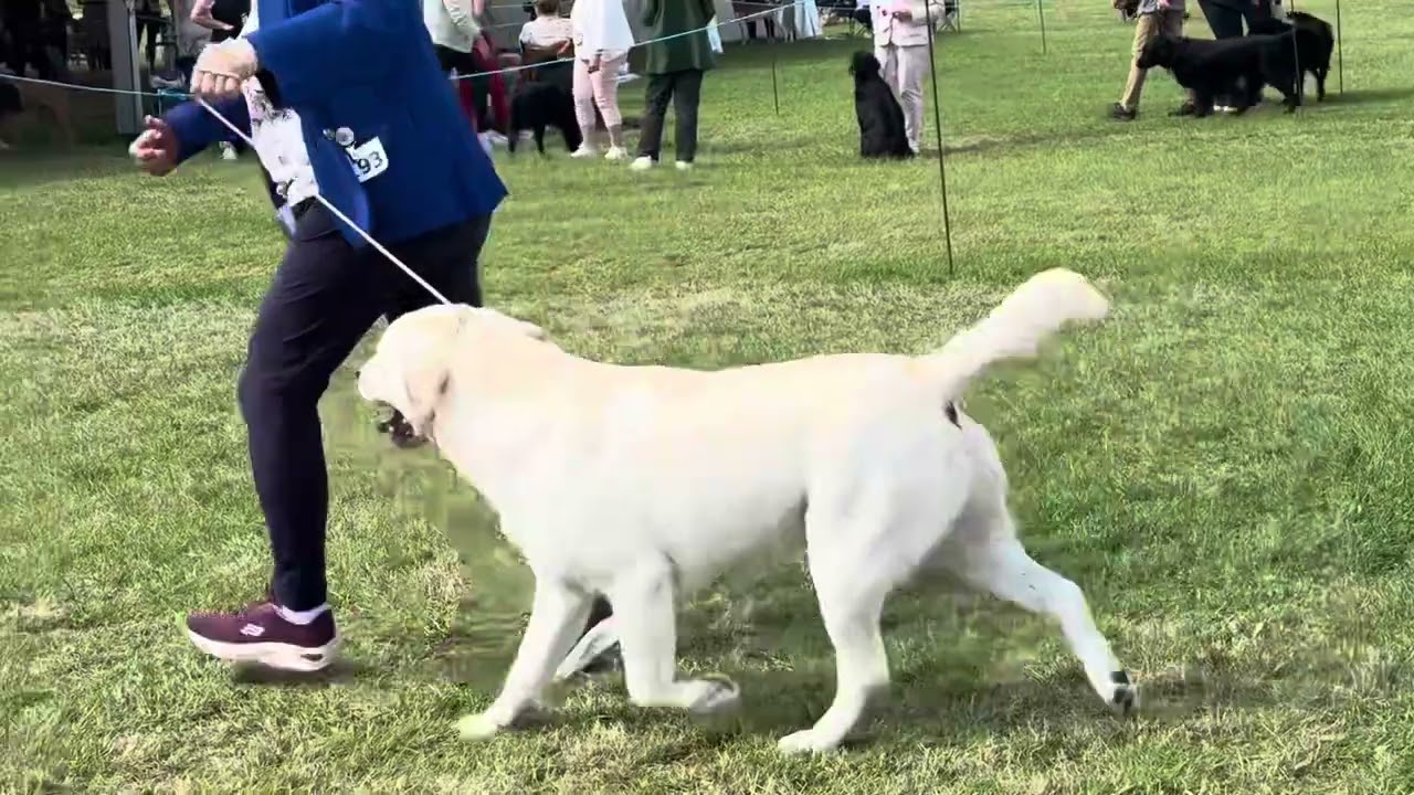 Richmond Championship Show 2025