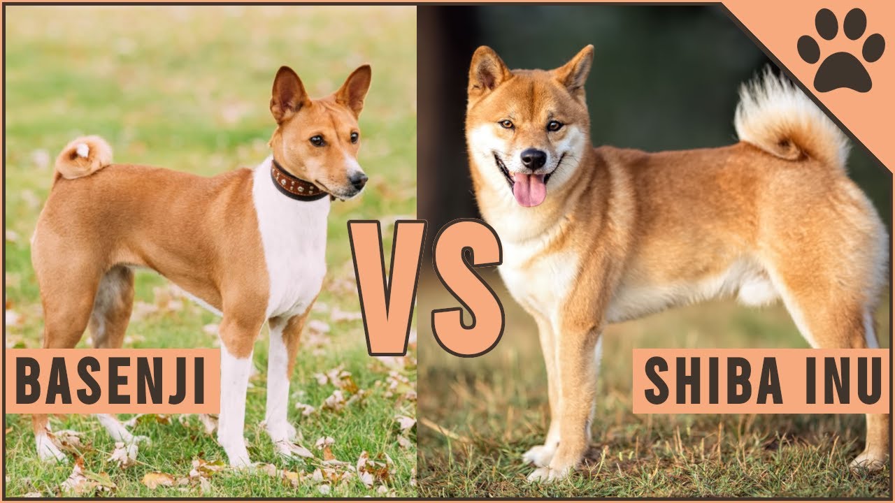 Basenji vs Shiba Inu - Which is better for you?