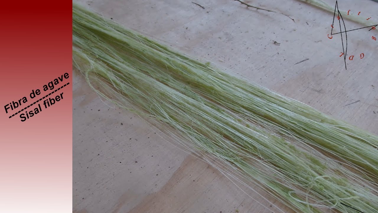 Como obtener fibra de agave - How to get Sisal fiber