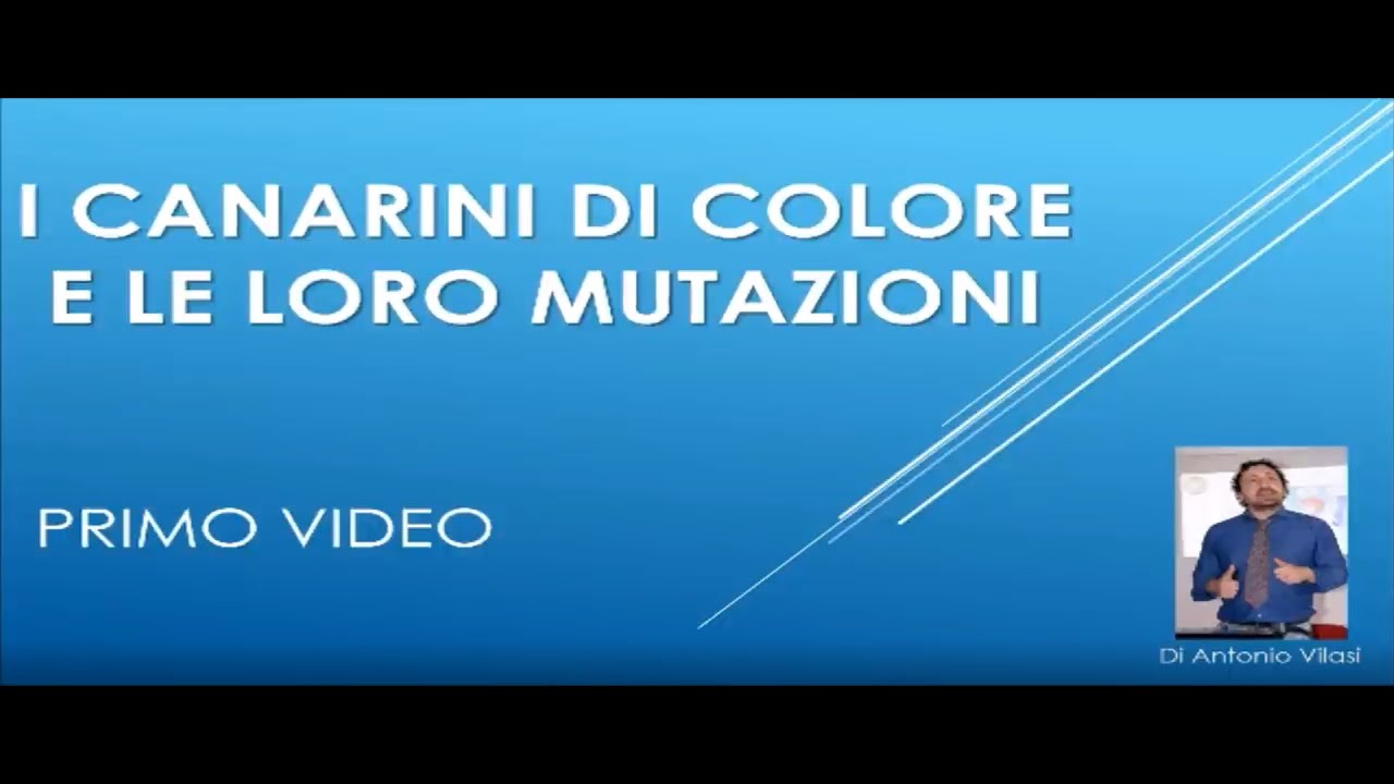 La genetica dei Canarini di Colore prima parte