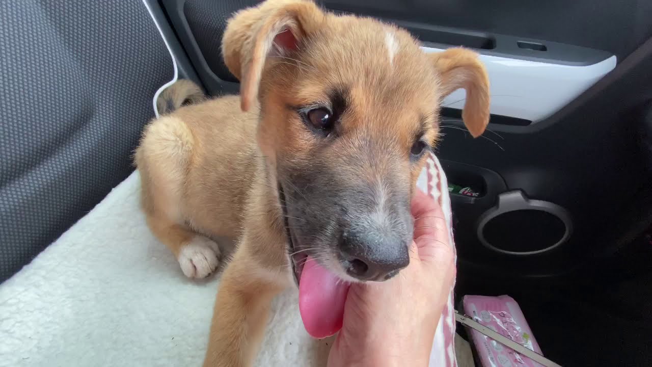 [保護犬]なんと‼︎今度は子犬を保護しました‼︎