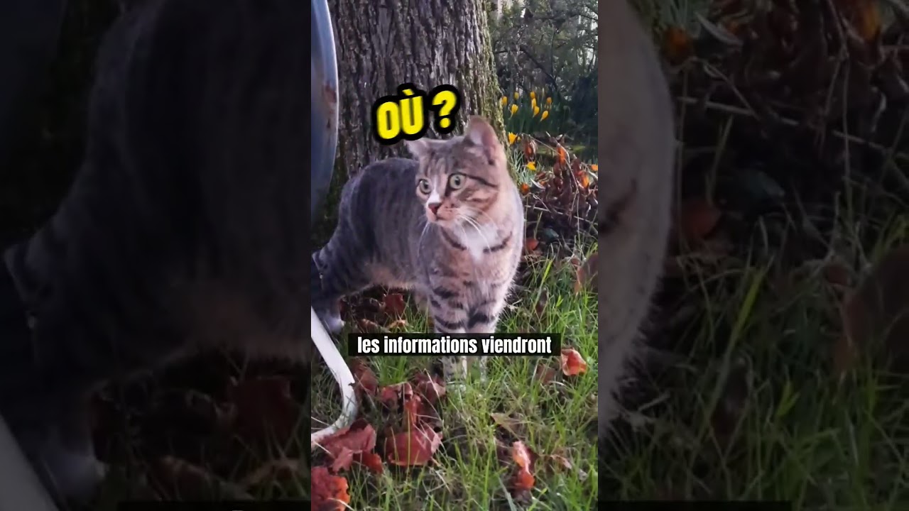 La méthode pour retrouver son chat 🐱  