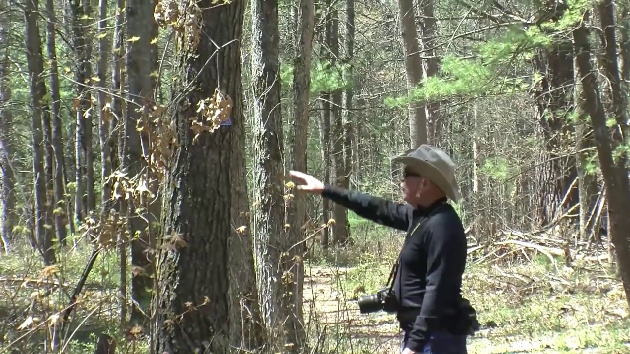 Lost Twin Lakes Pathway | Roscommon County MI