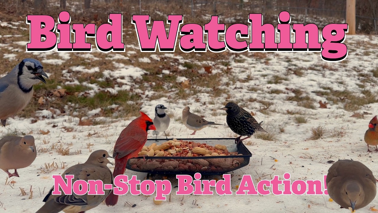 Bird Watching, Every Like and Comment is another day I feed these birds!