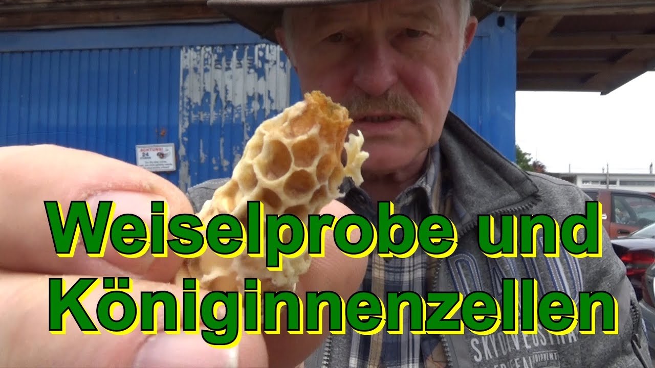 Weiselprobe und Königinnenzellen