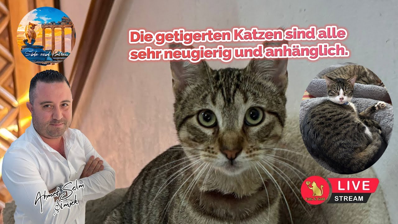 Die getigerten Katzen sind alle sehr neugierig und anhänglich.