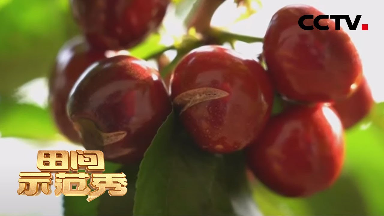 《田间示范秀》樱桃裂果谁之过 专家现场解决困扰 20200514 | CCTV农业