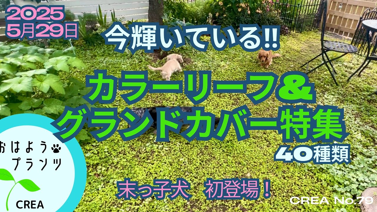 カラーリーフ＆グランドカバー特集｜今輝いてるグリーン全部紹介します！初登場🐾末っ子犬おまけ動画🐾No.79/2025.5.29撮影