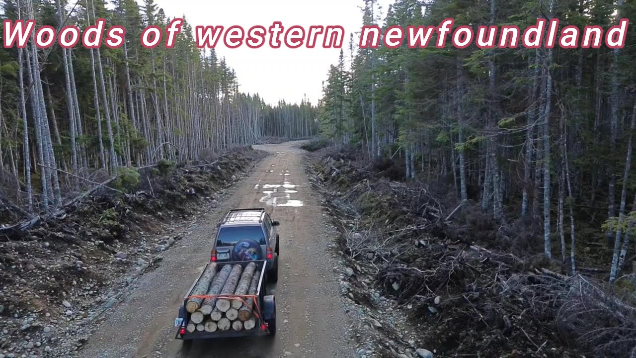 A day in the woods of western newfoundland in november