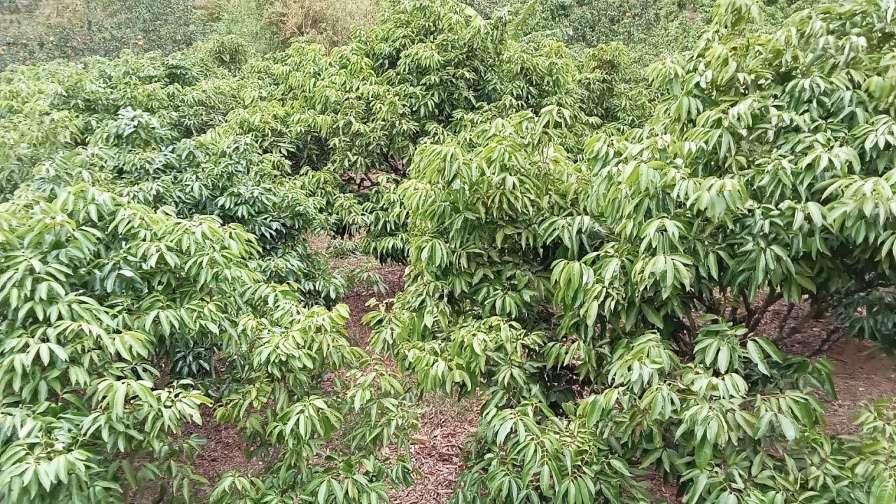 Nhiều Vừờn vải thanh hà chỉ ra đc hoa 10%.