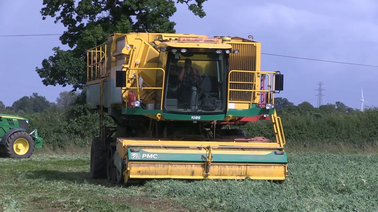 Harvesting peas in Suffolk