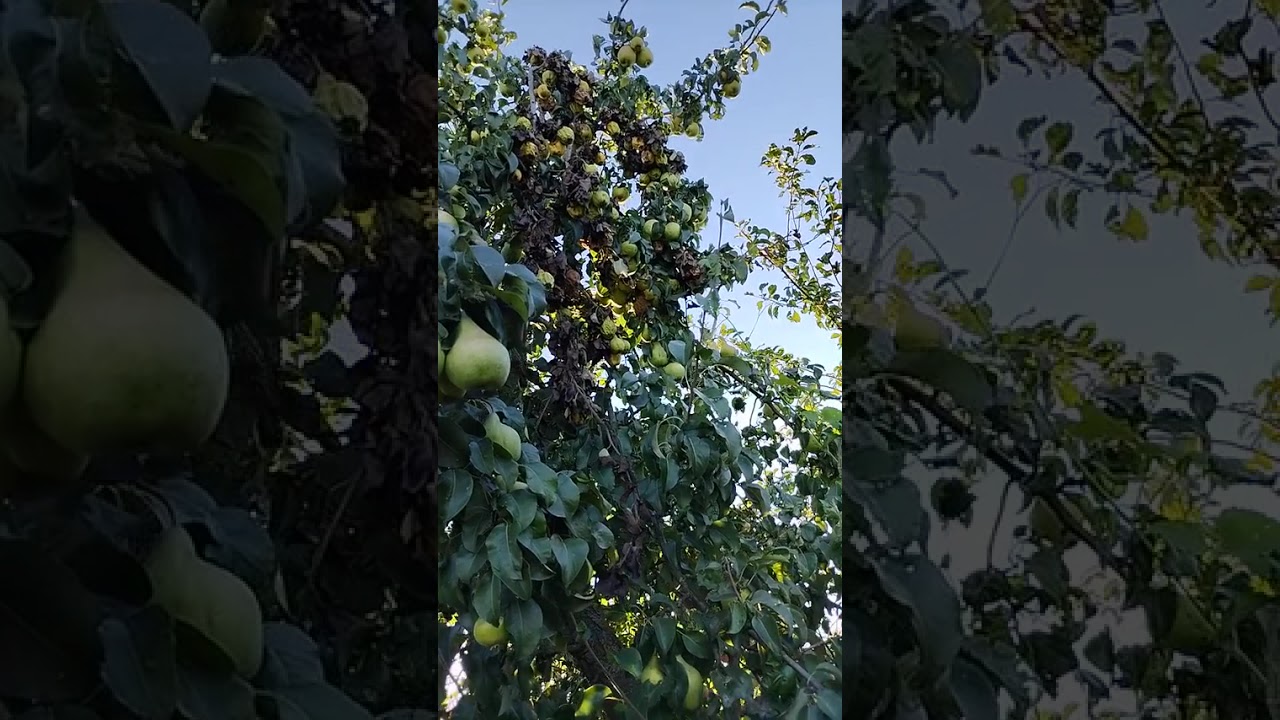 Груша Просто Мария (pear tree)