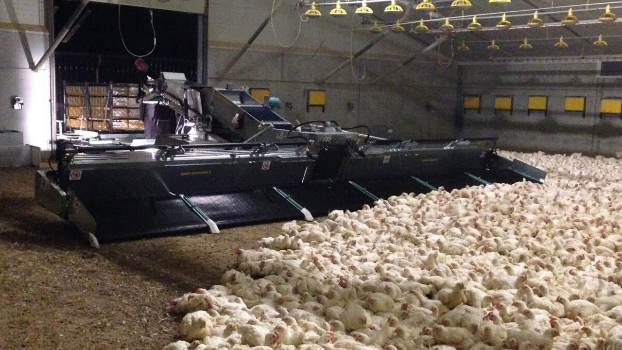 2020 Amazing Modern Chicken Harvesting Machine Fully Automatic