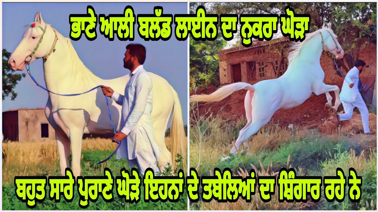 Nukra stallion Robin of siryewala|owner sr.harwinder singh ji 98147-53867