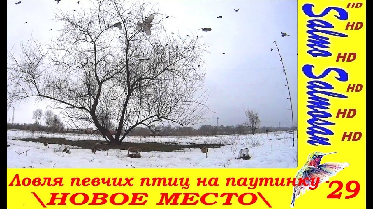 Ловля певчих птиц на паутинку - НОВОЕ МЕСТО 2019 - 29 ч
