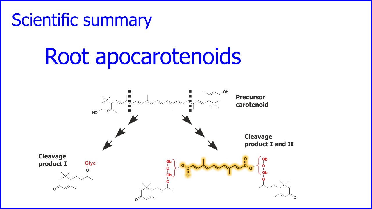 Apocarotenoids from arbuscular mycorrhizal roots