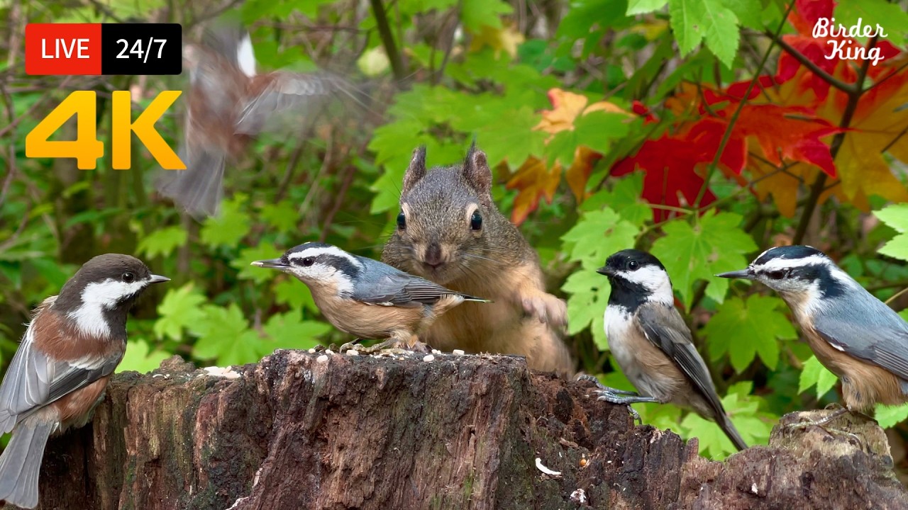 🔴 24/7 LIVE: Cat TV 😺 Cute Birds n Squirrels in the Forest - Cat Games 4K