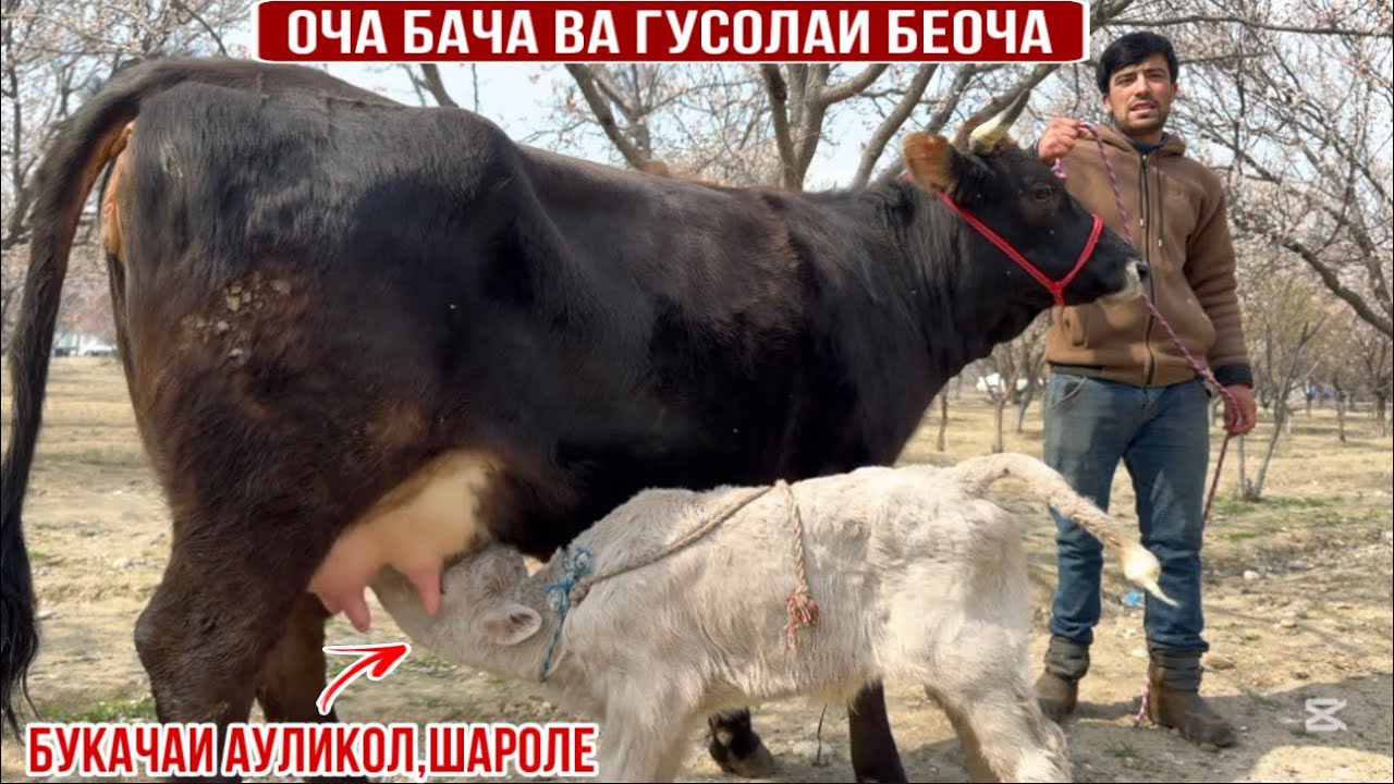 ОЧА БАЧА ГУСОЛА БУКАЧАИ АУЛИКОЛ 16 марта 2026 г.
