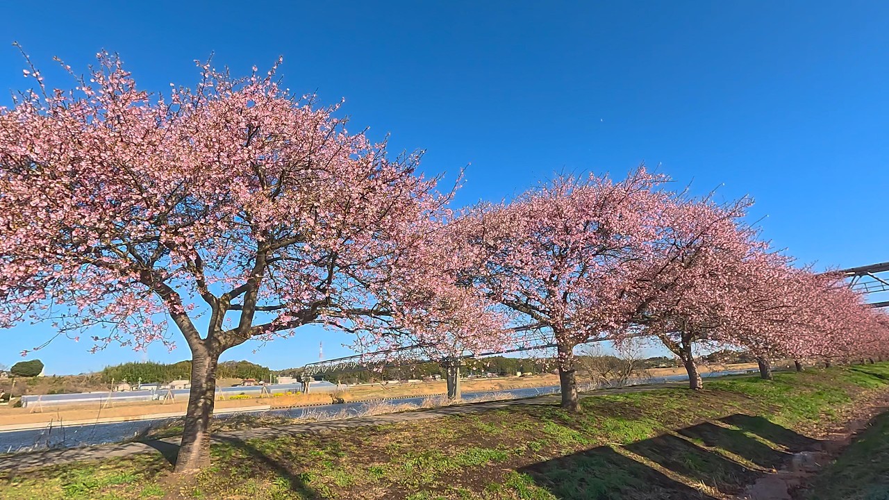 千葉県　新川千本桜（2026　0305）河津桜