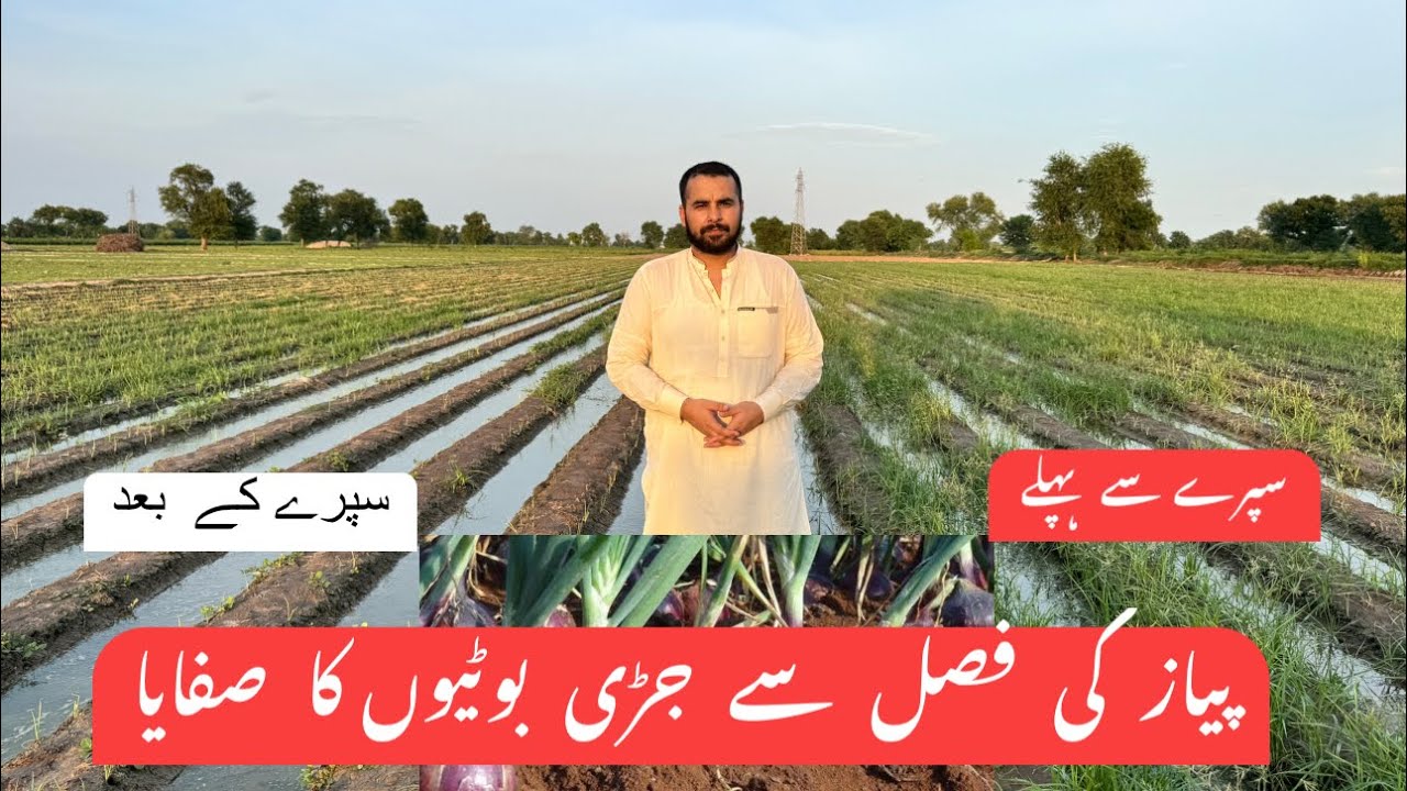 Weeds control in Onion crop | Complete plan for weeds control in onion crop.