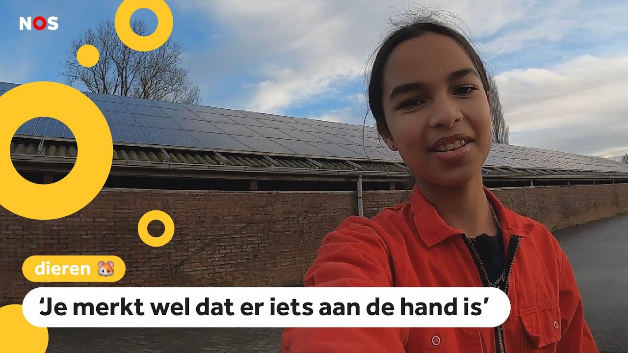 Weer vogelgriep: Op boerderij van Angeliques ouders moeten kippen binnen blijven