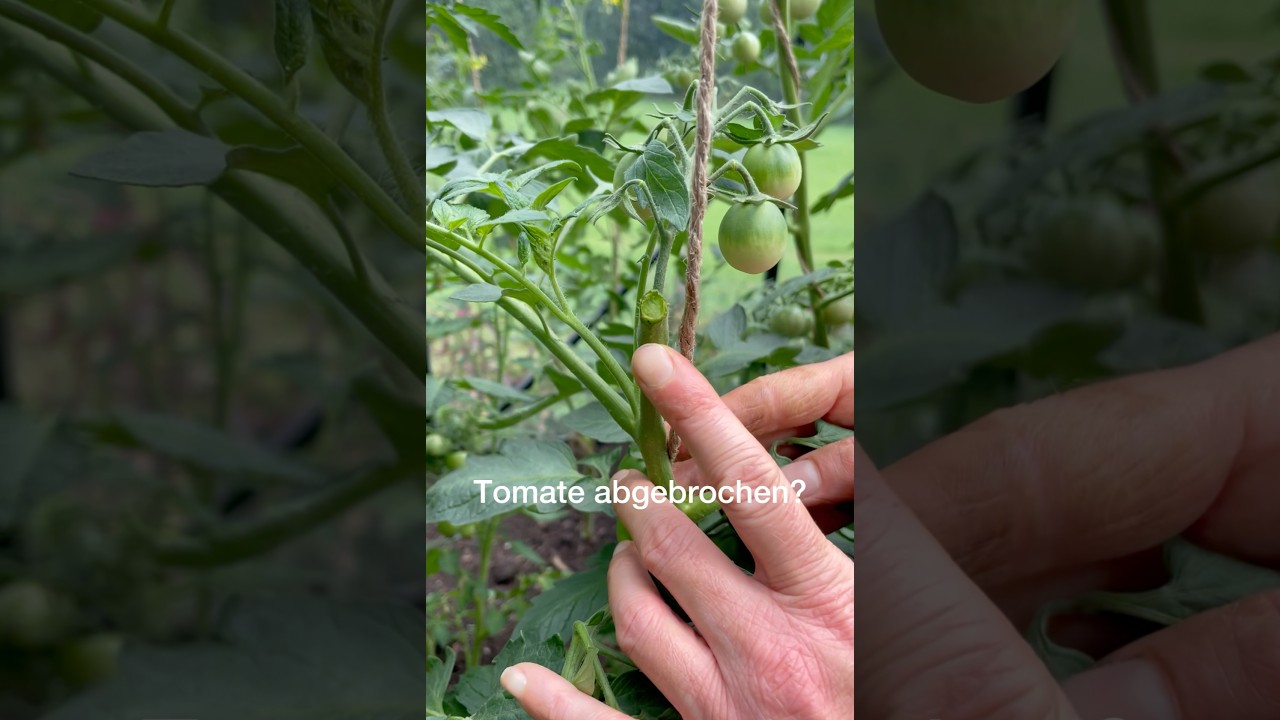 Tomate abgebrochen? Gar kein Problem! #gartenblog #tomaten