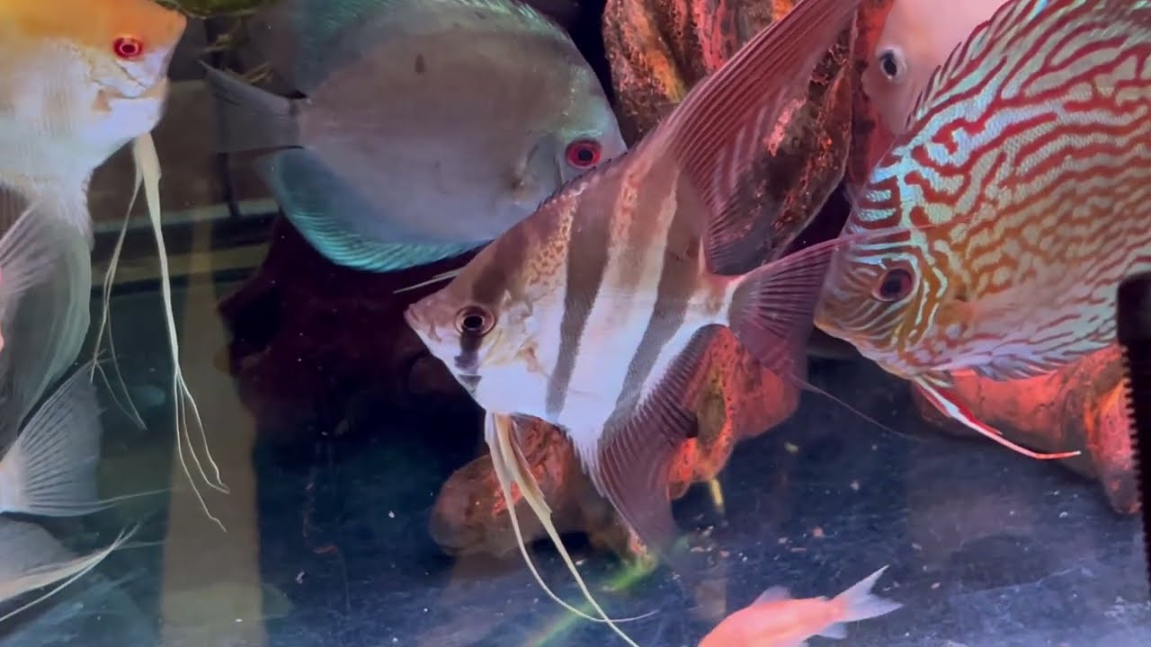 Pez angel altum / pterophyllum altum/ Hiram Delgadillo