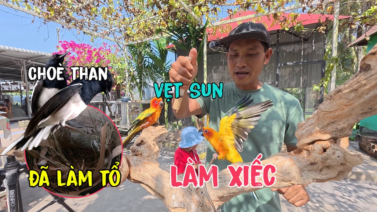Tin Vui Choè Than Đã Gắp Rác Làm Tổ,Vẹt Sun Biết Làm Xiếc/Góc Chăn Nuôi