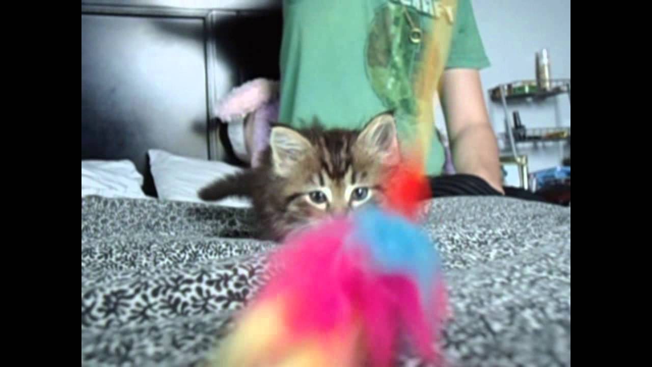 Kitty Play Time!