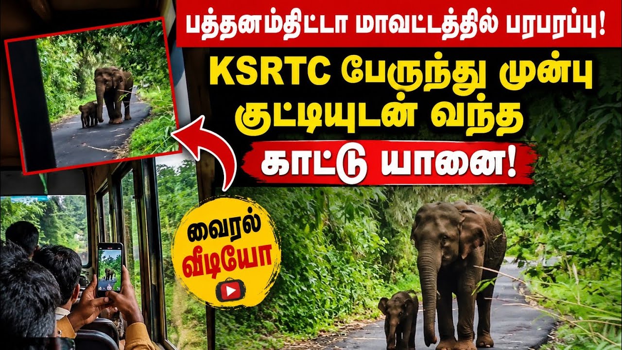 Wild Elephant and Calf Walk in Front of KSRTC Bus &ndash; Viral Video from Kerala!