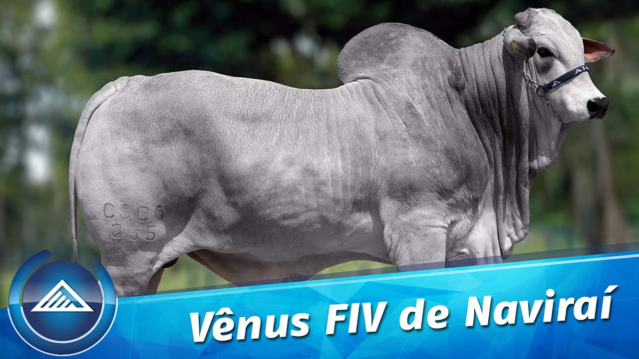 Venus FIV de Naviraí